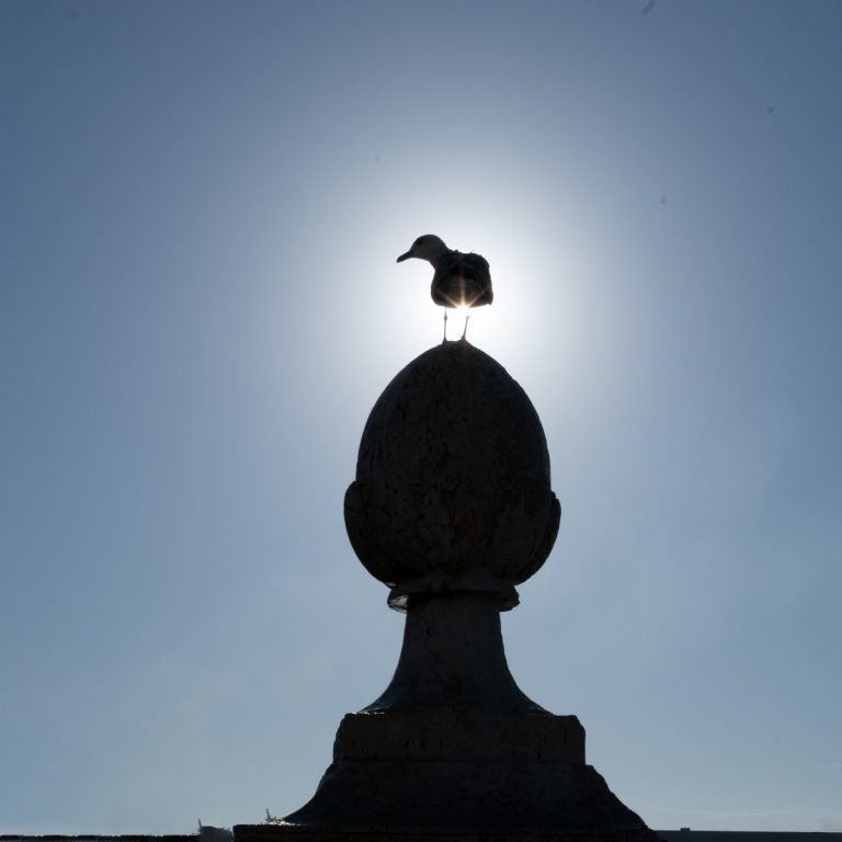Gull on top by Fred Barrington